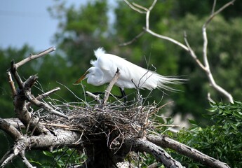 Nesting great egret