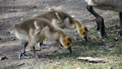 Spring goslings 