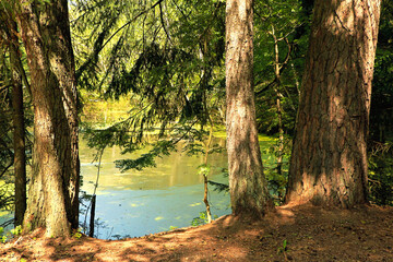 Fantastic landscape summer forest with a pond.