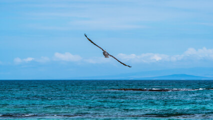 Fototapeta na wymiar Galapagos Pelican surfing in the sea