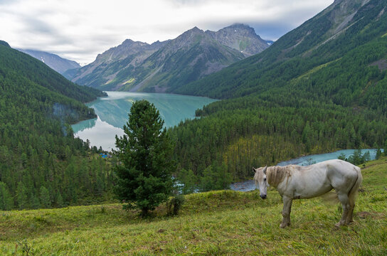 White horse on a hillside.  Kucherla lake. Altai Mountains, Russia. Overcast summer morning.