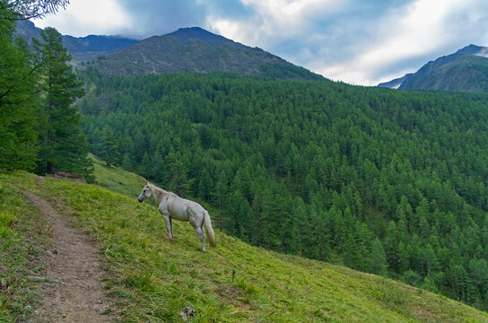 White horse on the mountainside. Overcast summer morning. Altai Mountains, Russia.