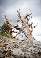 Great Basin Bristlecone Pine (Pinus longaeva) in Ancient Bristlecone Pine Forest in the White Mountains of Inyo County, CA