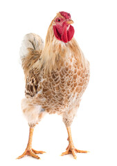 Wyandotte chicken in front of white background