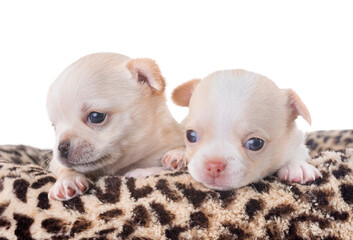 puppies chihuahua in front of white background