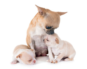 puppies chihuahua and mother in front of white background