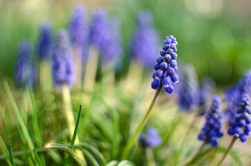 small blue flowers bloom in spring muskari outdoors