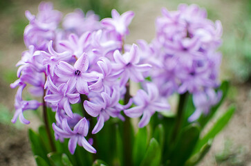 Beautiful spring flowers have a pleasant smell hyacinths on a sunny day