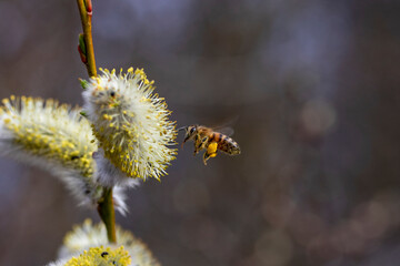 Spring willow bud macro