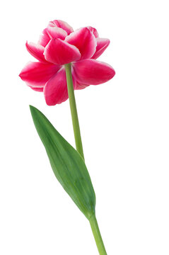 Single pink tulip flower isolated on a white background.