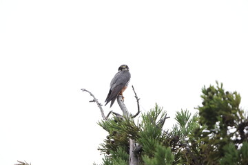 Obraz premium Eurasian hobby (Falco subbuteo) in Japan