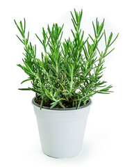 Photo of a rosemary plant in a white pot over white background.