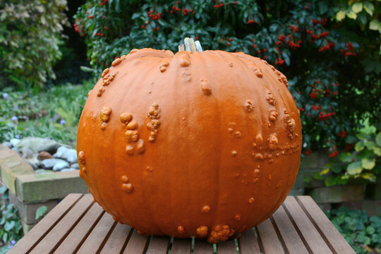 Big Thanksgiving pumpkin sits on wooden table in a fall garden