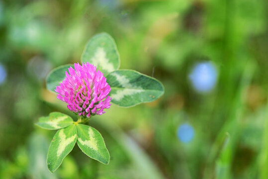 Red Clover - Trifolium Pratense on field