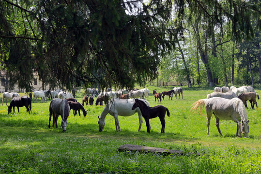 Herd of horses on the spring field