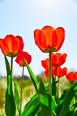 Fototapeta premium Spring red flower tulips. Bunch dutch flowers with green leaves.
