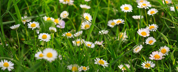 Beautiful Daisy in a meadow . Spring background.