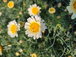 daisies in the garden, Bellis perennis, the daisy, is a European species of the family Asteraceae. © sakhawatullah