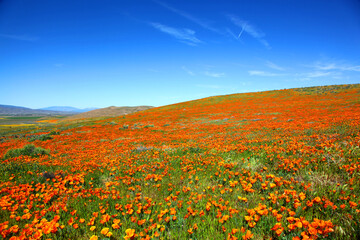 Obraz na płótnie Canvas Bright orange California poppies during the spring super bloom