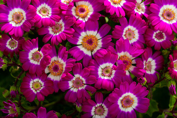 Colorful beautiful pink cineraria flowers as background