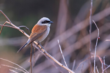 Gąsiorek (Lanius collurio) © Grzegorz