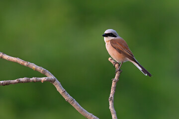 Gąsiorek (Lanius collurio) © Grzegorz