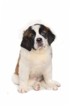 Adorable Saint Bernard Puppy With Sweet Expression