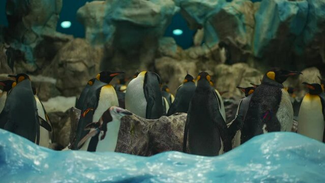 king royal penguin family at loro park zoo, Tenerife, Canary island