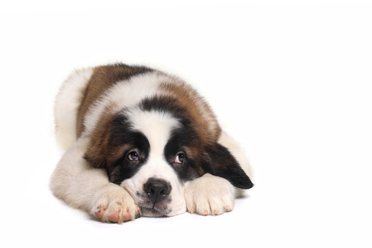 Adorable Saint Bernard Puppy With Sweet Expression