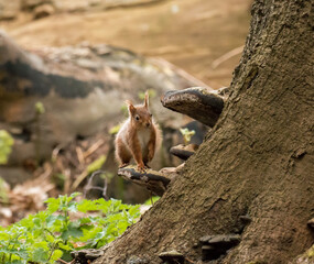 Red Squirrel on bracket fungus on Brownsea Island.