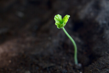 A little green tree with love shape leafs in dark ground