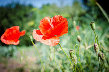 Naklejka premium Red poppies in flowering season against the blue sky