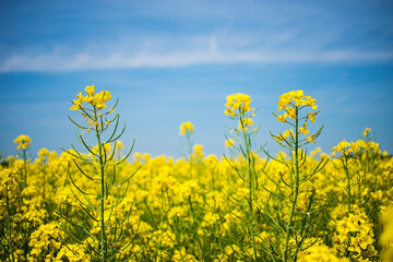Obraz premium Canola flower field closeup. Beautiful growing yellow plant on foreground, bio fuel concept