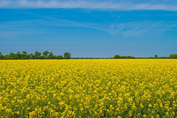 Fototapeta premium field of yellow rapeseed against the blue sky. Spring summer day.