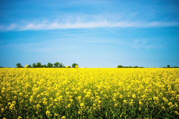 field of yellow rapeseed against the blue sky. Spring summer day.