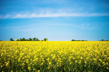 Obraz premium field of yellow rapeseed against the blue sky. Spring summer day.