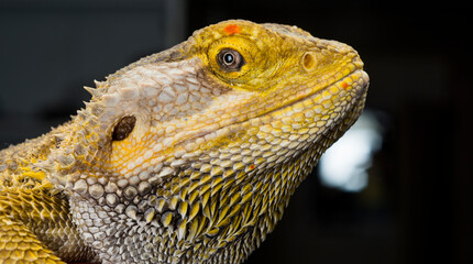 macro portrait of an agama lizard on a dark background