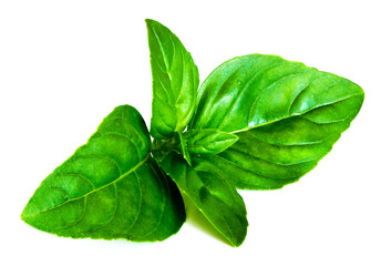 A closeup of fresh basil leaves on the white background