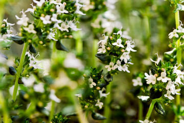 A closeup of thyme in bloom in spring