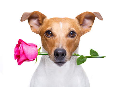 jack russell dog with  a pink red rose in mouth , in love on valentines day, isolated on white background