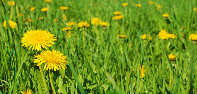 Yellow Flowers Dandelions And Grass Background With Space For Text