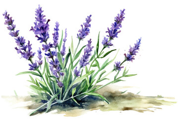 Obraz premium watercolor of Lavender isolated created with Generative AI technology