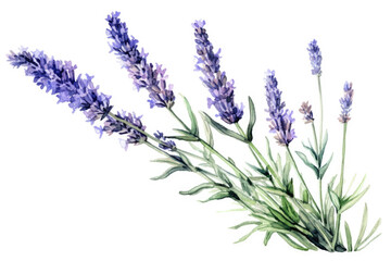 watercolor of Lavender isolated created with Generative AI technology