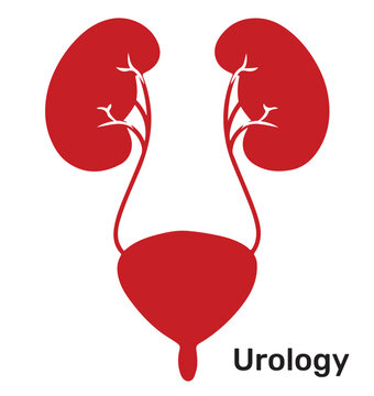Urolog&iacute;a, Urology