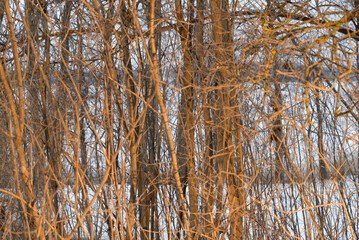 Fototapeta premium branches of bushes, branches of trees, background allegory