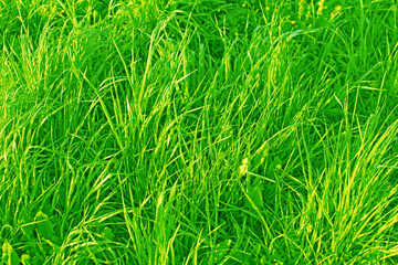 Wild Meadow Grass In The Morning (with little drops of dew)