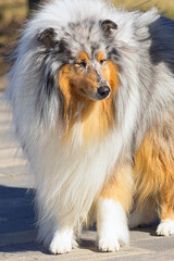 Collie, group of breeds of shepherd dogs originating from Scotland. Space under the text. Concept:...
