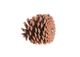 Single pine cone isolated on a white background