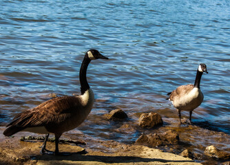 Obraz premium Water fowl hanging out
