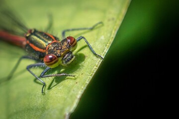 Red Damsel Fly on a leaf macro image from the front head in focus shallow depth of field